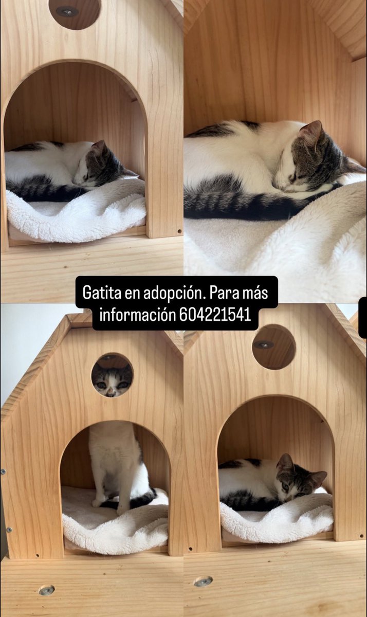 Abeiroanimal's tweet photo. Difundimos externamente esta gatiña recentemente rescatada. Moi cariñosa, convive con máis gatos https://t.co/lzZ69ifArY