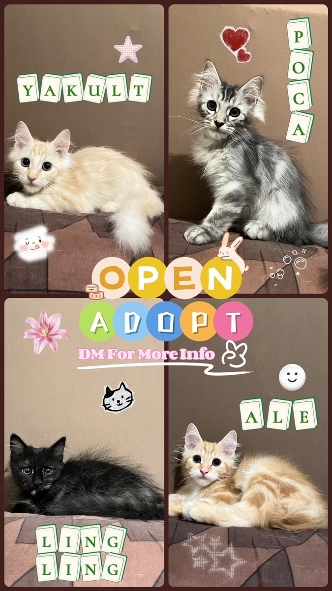 fairydv_'s tweet photo. Open Adopt Kucing
πCakung, Jaktim
#OpenAdopt #Kitten #Cat #Kucing #Jakarta #JakTim #OpenAdopKucing https://t.co/ODd4iGxm4C
