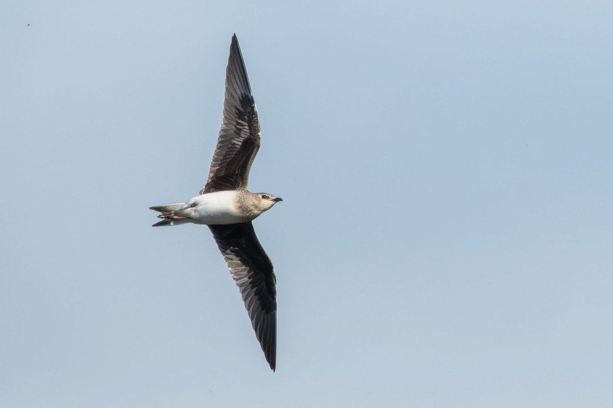 FyldeBirdClub's tweet photo. Juvenile Black-winged Pratincole. A fantastic 'first for the Fylde' find by @SBOmad at Pilling Lane 28th September The 3rd Lancashire record and 29 years since the last one. Hawking insects over fields south and east of Cocker's Dyke Houses. Pilling Lane. Pic by Paul Ellis https://t.co/qxPzXkZUlq