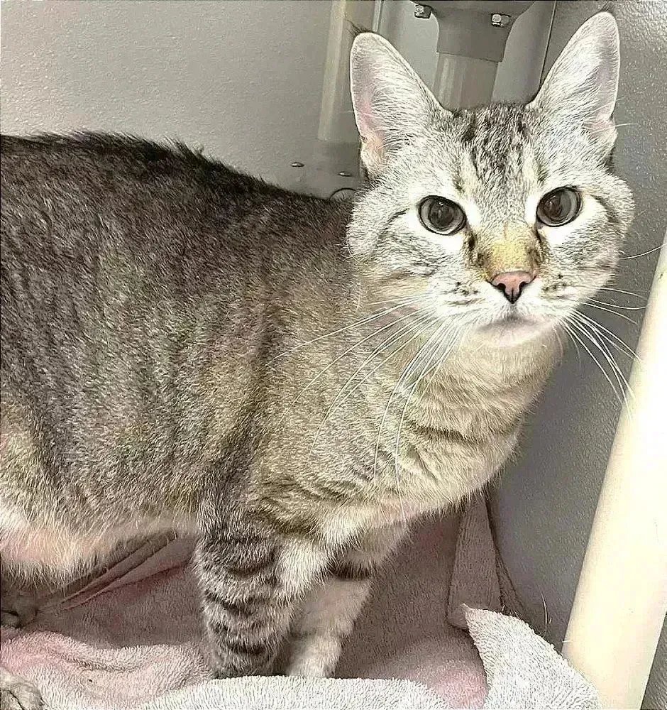sachikoko's tweet photo. 👉🏽SENIOR ALERT🙏🏾PLEASE SHARE
💙Shy, Sweet 10YO #Senior #Tabby #Siamese Mix Kitty "PRINCE"💙
📣Needs A Patient, Loving🏠#FureverHome🏠
▶️https://t.co/KjioU2SWSc
🙏🏽#Adopt #AdoptDontShop #AdoptASeniorCat
#StHelena, #CA #NorCal #NapaValley
@wecare_rescue #RehomeHour #US #Cats https://t.co/2MH2gxxn2F