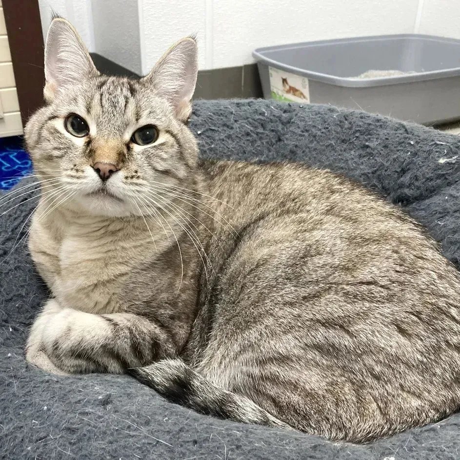 sachikoko's tweet photo. 👉🏽SENIOR ALERT🙏🏾PLEASE SHARE
💙Shy, Sweet 10YO #Senior #Tabby #Siamese Mix Kitty "PRINCE"💙
📣Needs A Patient, Loving🏠#FureverHome🏠
▶️https://t.co/KjioU2SWSc
🙏🏽#Adopt #AdoptDontShop #AdoptASeniorCat
#StHelena, #CA #NorCal #NapaValley
@wecare_rescue #RehomeHour #US #Cats https://t.co/2MH2gxxn2F