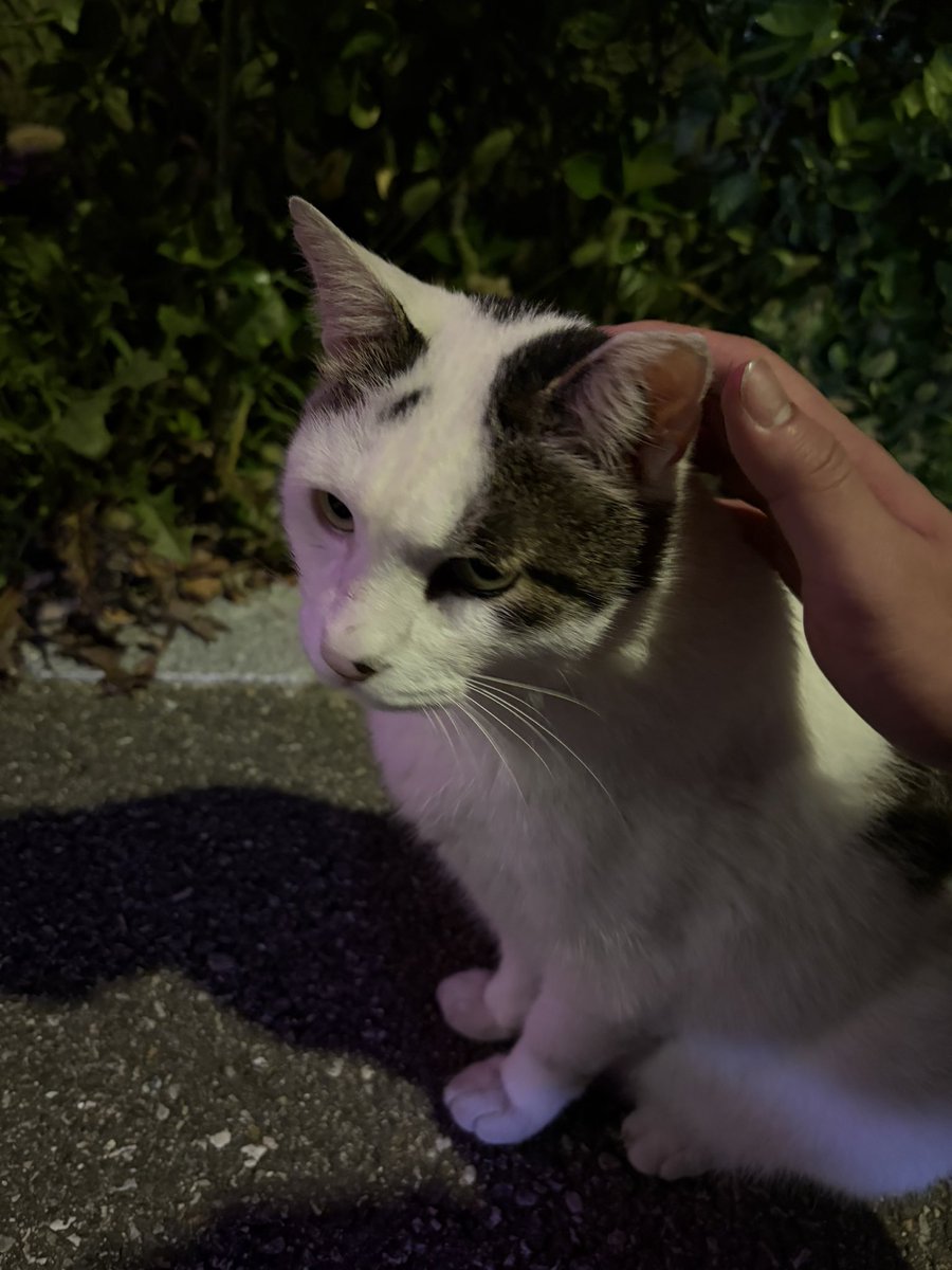 rxdrxsxo's tweet photo. 새벽산책할 때 만난 얼룩고냥이 자랑 https://t.co/dsDrg8XFtu