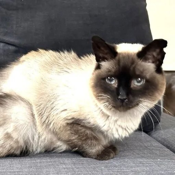 sachikoko's tweet photo. 👉🏽SUPER SENIOR ALERT🙏🏽PLEASE SHARE
🌷Shy, Sweet 15YO Super #Senior #Siamese Kitty "MISHA"🌷
📣Needs A Calm #FureverHome🏡
▶https://t.co/GMl6IO93ZW
🙏🏽#AdoptDontShop #AdoptASeniorCat
#Oakland, #CA #SpecialNeeds
▶️https://t.co/FCtnqRcx23
☑Cat☑Older Kids #RehomeHour #US #CATS https://t.co/92nuu05Yeo