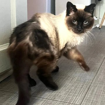 sachikoko's tweet photo. 👉🏽SUPER SENIOR ALERT🙏🏽PLEASE SHARE
🌷Shy, Sweet 15YO Super #Senior #Siamese Kitty "MISHA"🌷
📣Needs A Calm #FureverHome🏡
▶https://t.co/GMl6IO93ZW
🙏🏽#AdoptDontShop #AdoptASeniorCat
#Oakland, #CA #SpecialNeeds
▶️https://t.co/FCtnqRcx23
☑Cat☑Older Kids #RehomeHour #US #CATS https://t.co/92nuu05Yeo