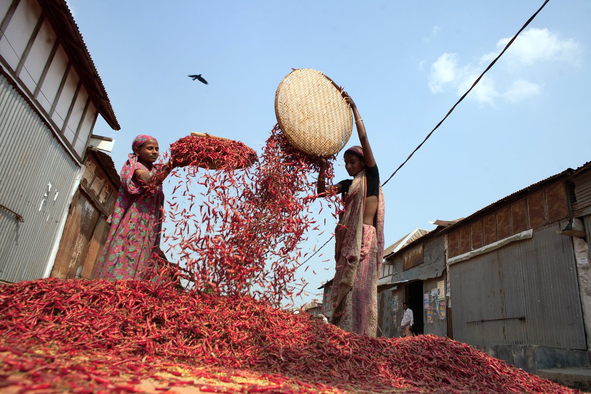 michaeland5jrg's tweet photo. Bangladeshi village women traditionally manage homestead farming, including kitchen gardens and processing home-grown crops. For chilies, they dry, sort, and store peppers for family use. https://t.co/G4NB6yxebe