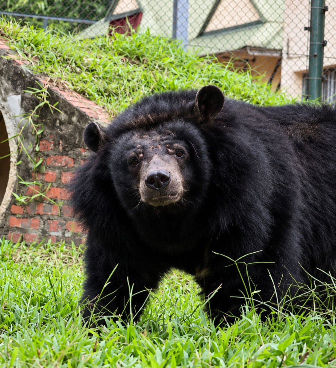 moonbearfern's tweet photo. 🚨FERN UPDATE 

Fern is a moon bear who spent 21 years locked in the dark on a bile farm. Animals Asia rescued her. She’s only now starting to step outside.

Here is the video of her release in an Instagram post from the animal Asia foundation:

https://t.co/GShbaRLbyM

The community created a charity token:

BfK1fZuZjcgtxpdKowafwDzFTywdVzyQb5mRYAdHpump

The donations generated from our token are currently on @donatedotgg,but @AnimalsAsia needs to verify to claim them. We’re waiting for their response and hope @leap_xyz can help connect us.

But we’re not waiting around for the donation to get to the foundation before we start working, the mission of solana:BfK1fZuZjcgtxpdKowafwDzFTywdVzyQb5mRYAdHpump has been planned out by the team and here is our plans:

• Expose bile farming and the reality of bear cages.

• Change your PFP and spread Fern’s story.

• Get involved with Animals Asia:
https://t.co/JyaW1rZsos

• Keep the conversation going until it reaches beyond crypto.

If the movement grows, the donations can grow with it and we are pushing toward becoming the top donor on https://t.co/97AluzrDRT, where #1 is currently around $180K.

https://t.co/80a4qw1aFp

All community members should change your PFP on @fomo and @Pumpfun 

Make memes. 
Share Fern. 
Protect moon bears. 🐻