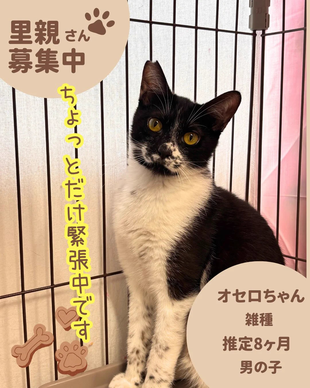 猫オセロ ペットと暮らそう on X: 