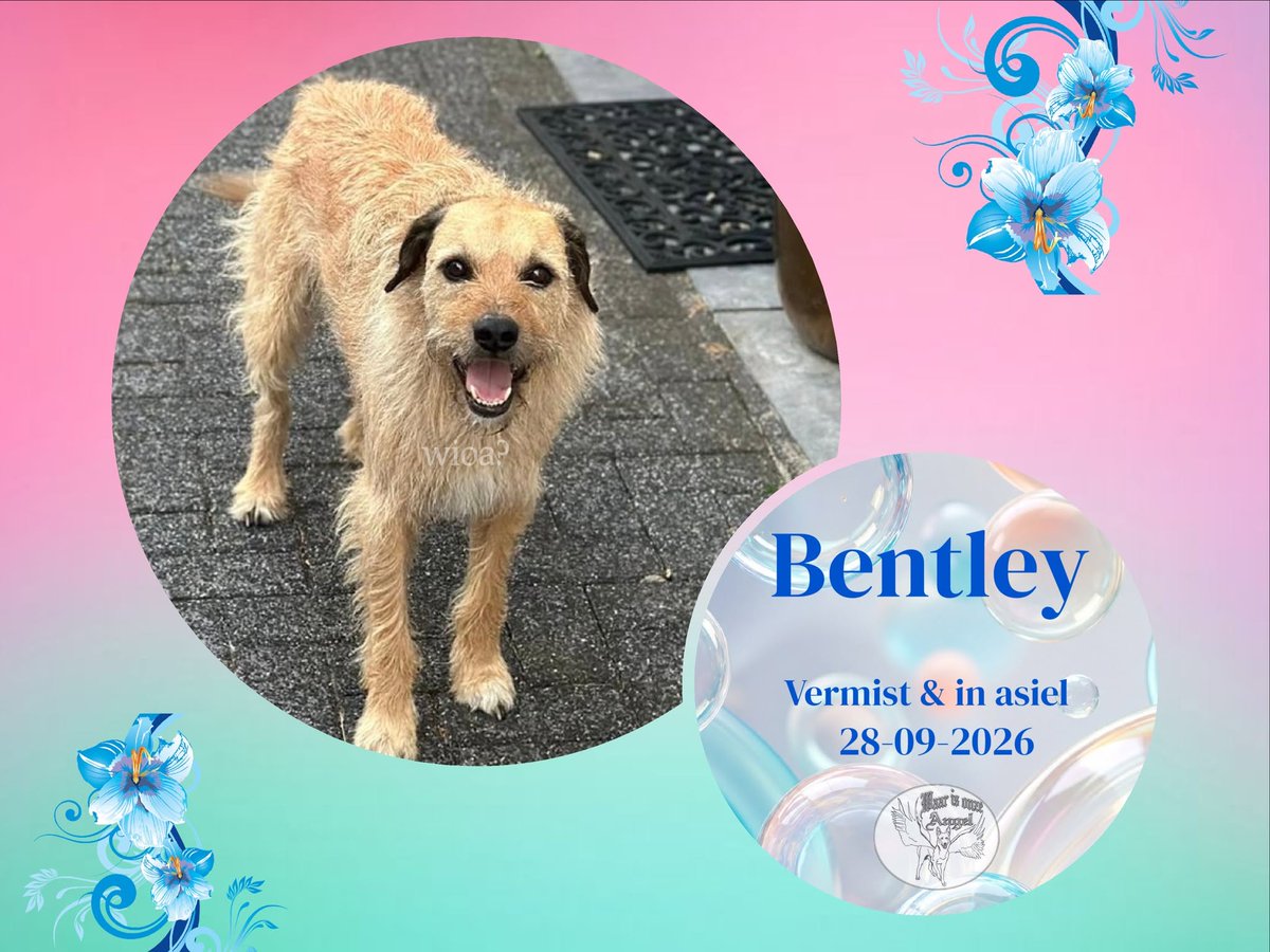 waarisonzeangel's tweet photo. Bentley uit #Hoogland #Utrecht is weer #Thuis
https://t.co/V7iUagJJvi
#Donaties welkom
https://t.co/H9cHsSGQIb https://t.co/bkSiZ4IyoI