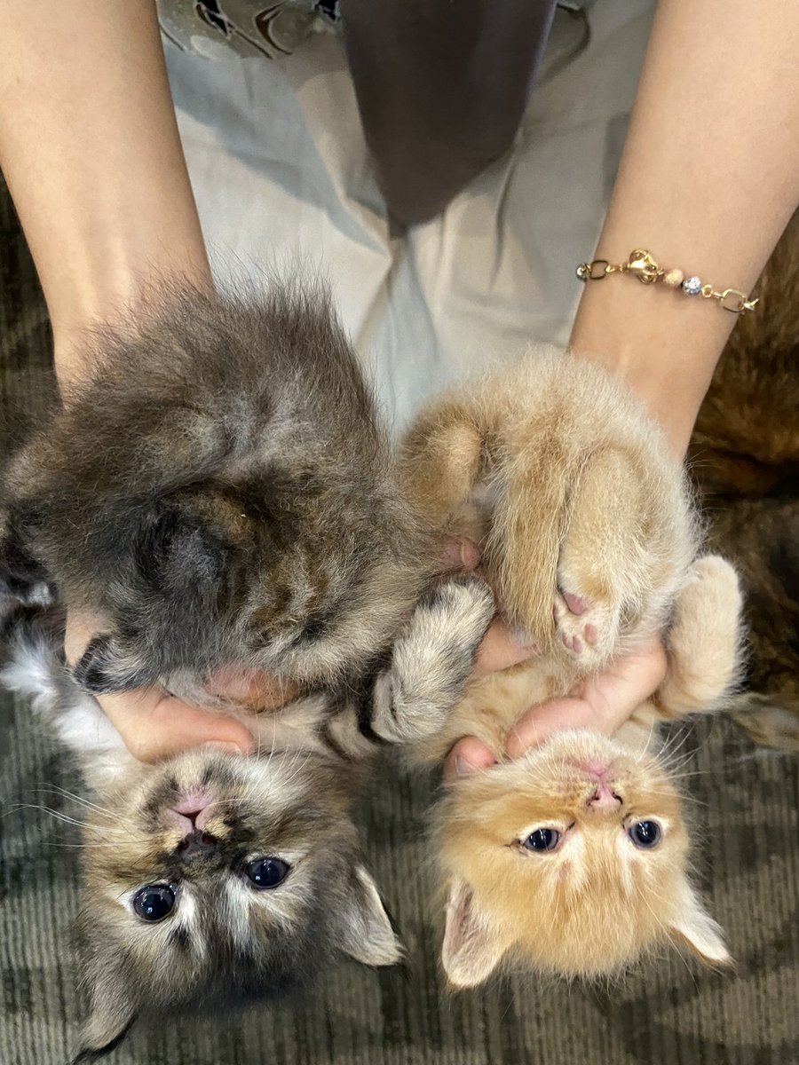 Cococaxe's tweet photo. Yang oyen apa yang gosong? https://t.co/zyqBQRgBLR