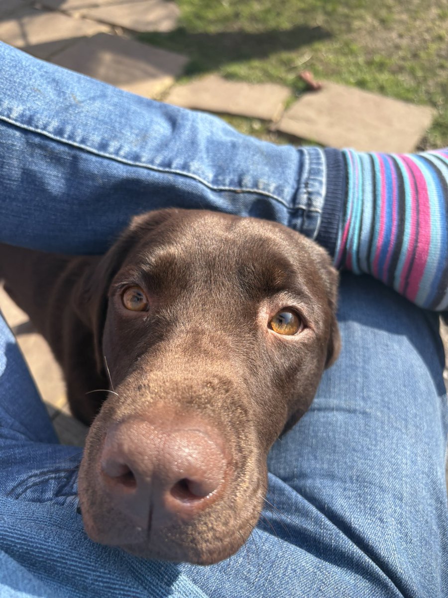 BrianoNazereth's tweet photo. What’s racist today? 

Oh - it’s black Labrador’s, warm beer and pubs ..

didn’t have that on my bingo card .. https://t.co/gFrkiyBxnt