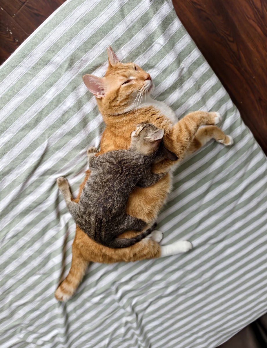 twaniimals's tweet photo. https://t.co/1KVoHZOwzv