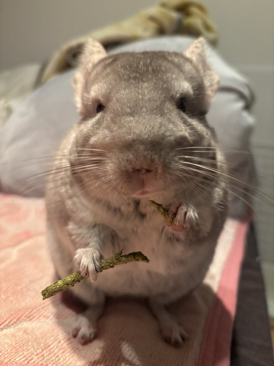 chinULTchilla's tweet photo. 🐭「ママ、寝れてなかったのに雨の中外出して残業もしてがんばったねぇ」

いやホントに……疲労がやばい。半期決算、月末、きつい！(ママは経理系の事務をしています)

#チンチラ　#チンチラのいる暮らし https://t.co/VyXop2mqsG
