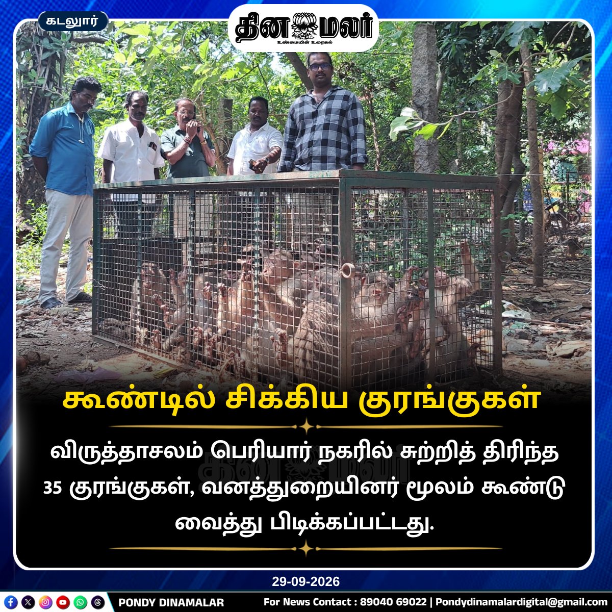 Pondydinamalar's tweet photo. கூண்டில் சிக்கிய குரங்குகள் 
#PondyDinamalar #Virudhachalam #Monkeys #ForestDepartment #MonkeyRescue #Wildlife #AnimalRescue #ForestOfficials #பாண்டிதினமலர் https://t.co/cxCa6CrVyF