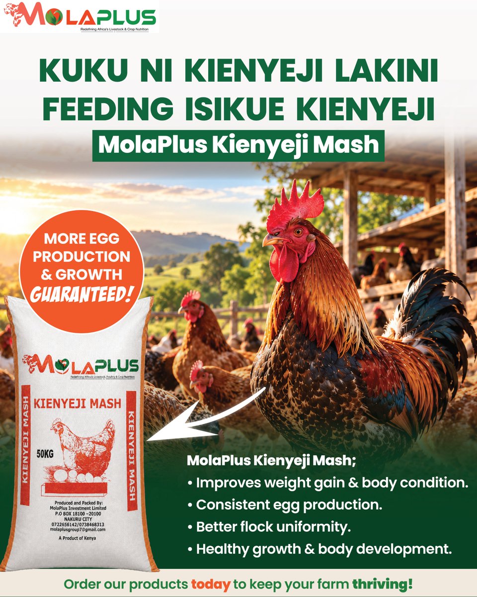 MolaplusM's tweet photo. X
Kienyeji chicken doesn’t mean kienyeji feeding.

MolaPlus Kienyeji Mash is a balanced feed for kienyeji &amp; improved kienyeji birds, supporting growth, body condition, flock uniformity and egg production. https://t.co/MWHVP45Ebr