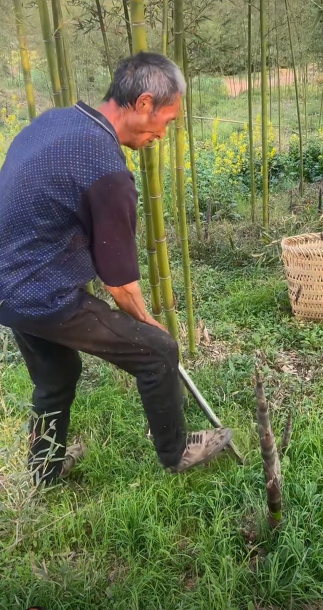 cawaiift's tweet photo. I hug a thick bamboo mortar while digging fresh bamboo shoots in the quiet forest. https://t.co/PMS4uhn9bh