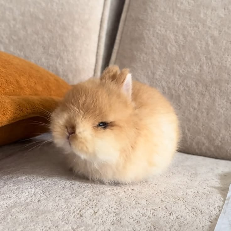 popularrabbit's tweet photo. https://t.co/NNx1PJuBqA