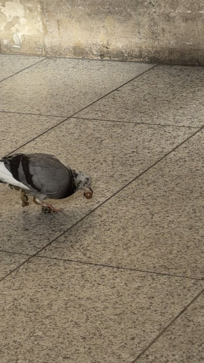 ucvlj's tweet photo. قد شفتوا حمامه تاكل مالتيزرز؟ 
Only in paris https://t.co/6YiKPVGyjd
