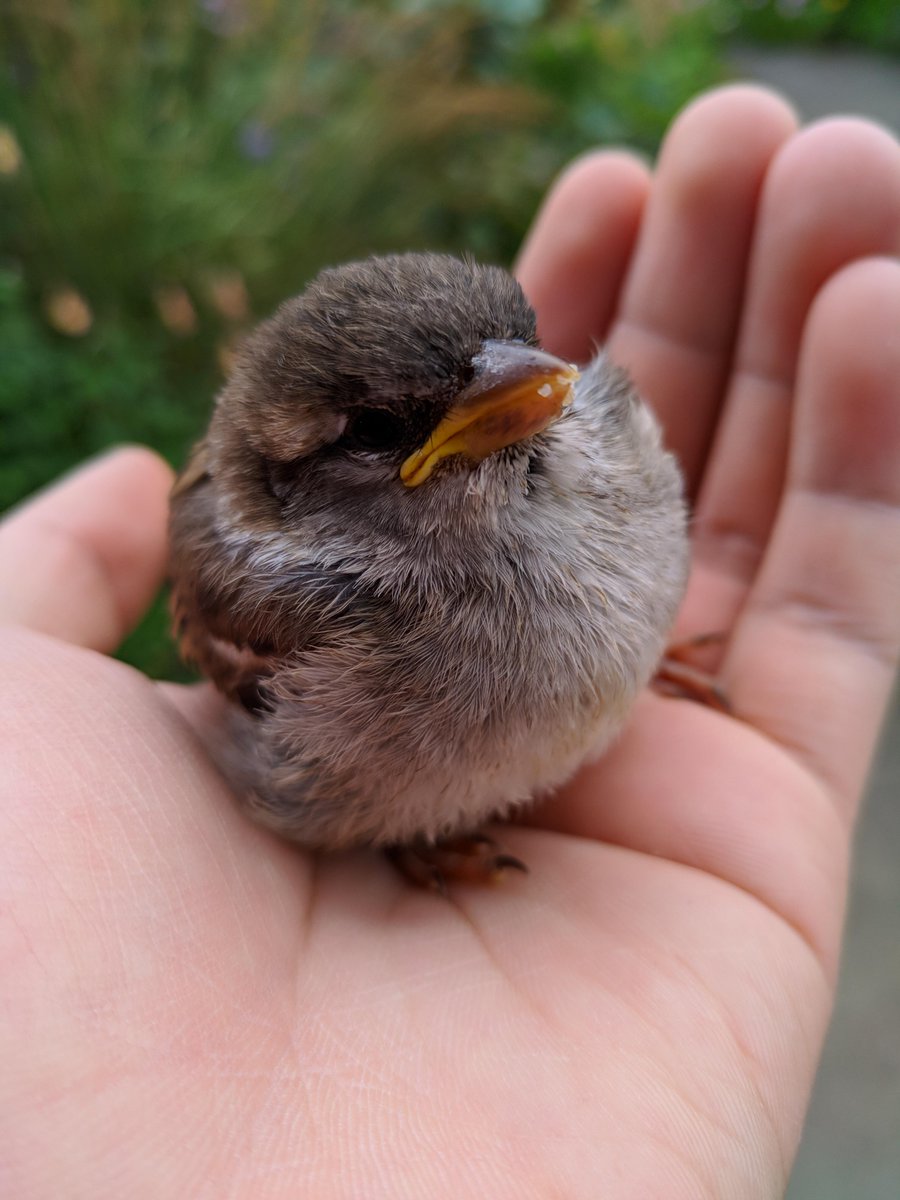 sriyanto6467's tweet photo. A blind sparrow seeks shelter; kind hearts always protect the vulnerable. https://t.co/JN5IrFjZti