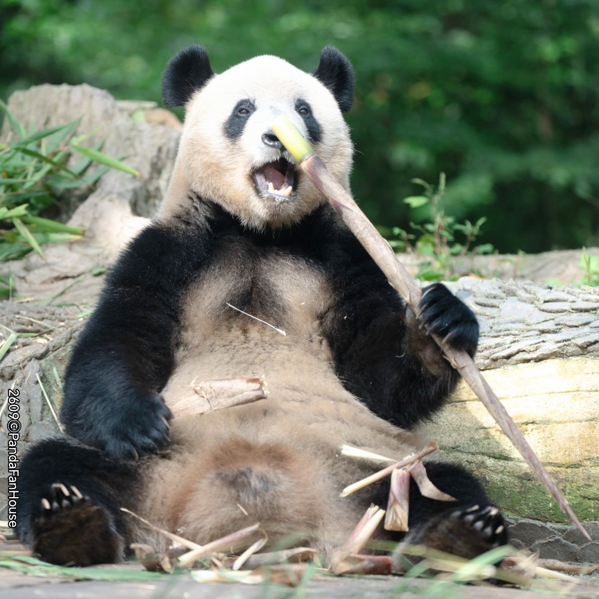 PandaFanHouse's tweet photo. 今日の午後、シャンシャン・シャオシャオ・レイレイが竹の子を食べているところを撮影しました🥰。姉弟妹の3匹とも可愛くて、食欲も旺盛です🤪。みなさんはどの写真が好きですか😍？おやすみなさい。🐼
📷260929Ya'an碧峰峡ⒸPandaFanHouse https://t.co/XlByyFG28m