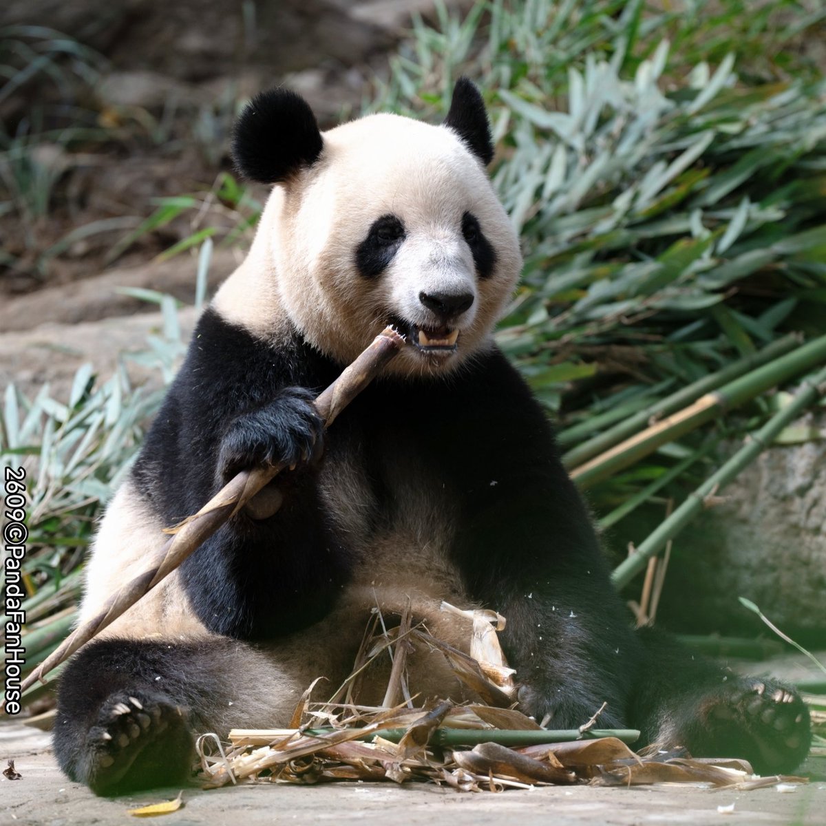 PandaFanHouse's tweet photo. 今日の午後、シャンシャン・シャオシャオ・レイレイが竹の子を食べているところを撮影しました🥰。姉弟妹の3匹とも可愛くて、食欲も旺盛です🤪。みなさんはどの写真が好きですか😍？おやすみなさい。🐼
📷260929Ya'an碧峰峡ⒸPandaFanHouse https://t.co/XlByyFG28m