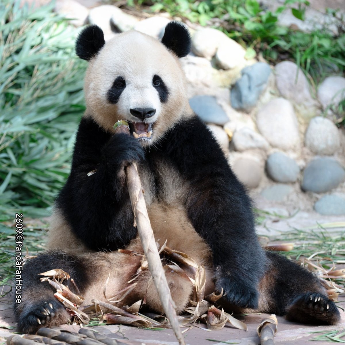PandaFanHouse's tweet photo. 今日の午後、シャンシャン・シャオシャオ・レイレイが竹の子を食べているところを撮影しました🥰。姉弟妹の3匹とも可愛くて、食欲も旺盛です🤪。みなさんはどの写真が好きですか😍？おやすみなさい。🐼
📷260929Ya'an碧峰峡ⒸPandaFanHouse https://t.co/XlByyFG28m