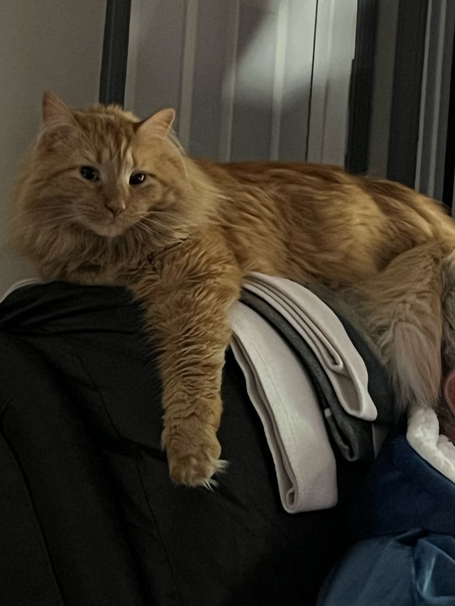 Dmoff2102's tweet photo. @Highway_30 I love cats. One of Gods greatest creations! They have been my companions for my entire life. It does not make me less of a man! https://t.co/I5ZB68T5rE