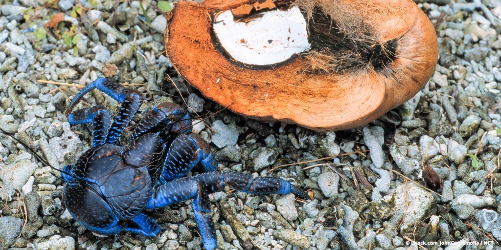 newcaledoniajp's tweet photo. 🦀🌴ニューカレドニアで味わいたい、島のごちそう✨

🌿マングローブに生息するカレドニア・クラブ🦀は旨みたっぷり😋 🏝️離島ではヤシガニ🦀に出会えることも！
青いラグーンを眺めながら🌊 島ならではの味を楽しむのも旅の醍醐味💕

#ニューカレドニア 🇫🇷 #天国に一番近い島 #海外グルメ 🍴 #ヤシガニ https://t.co/CTELQZN3yT