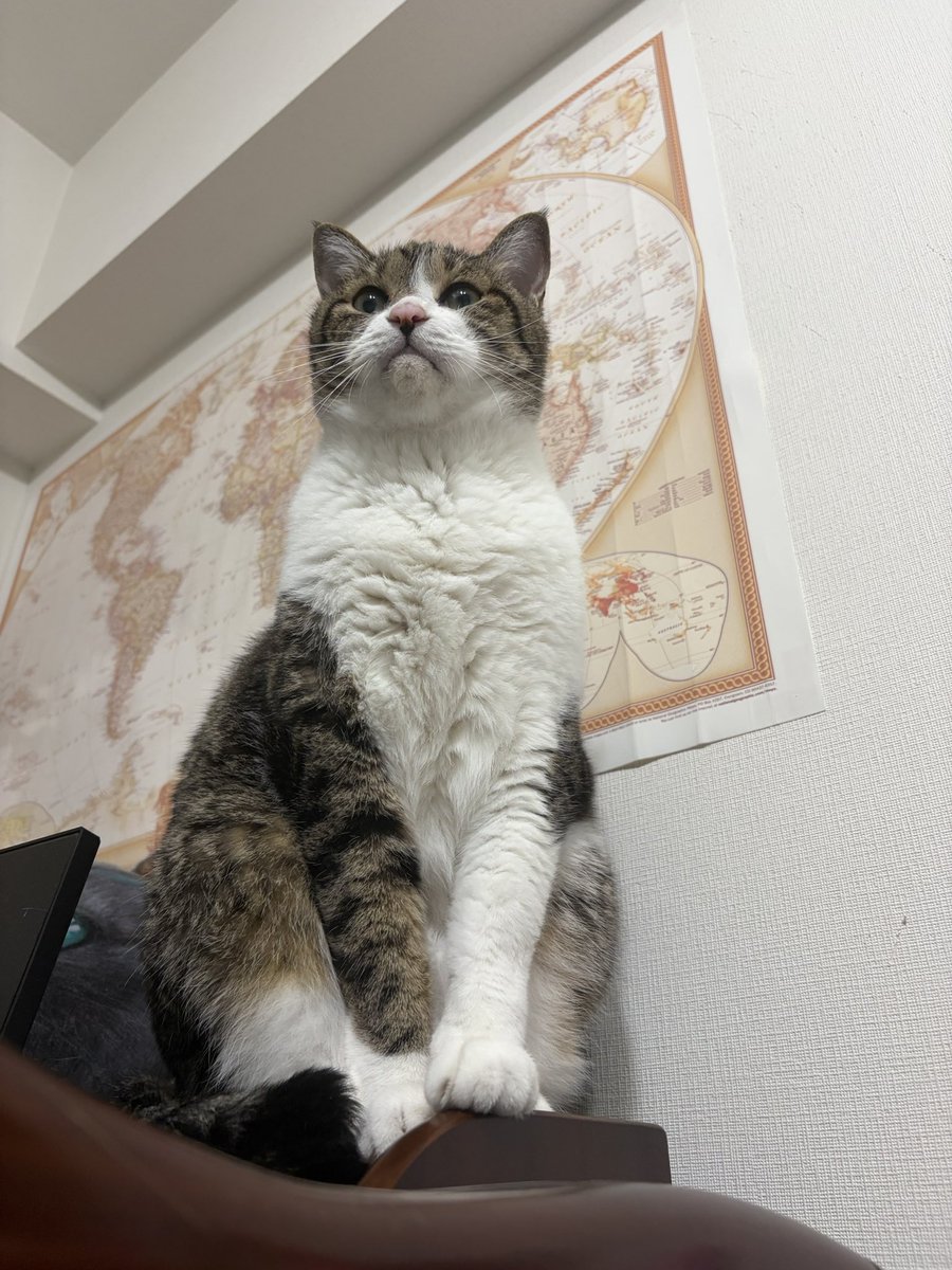 wachowacho0401's tweet photo. 涼しくなってまいりました
そろそろ冬毛の準備ですかね
わちょもモフめいてきましたのでね https://t.co/MQYpy1qsBy