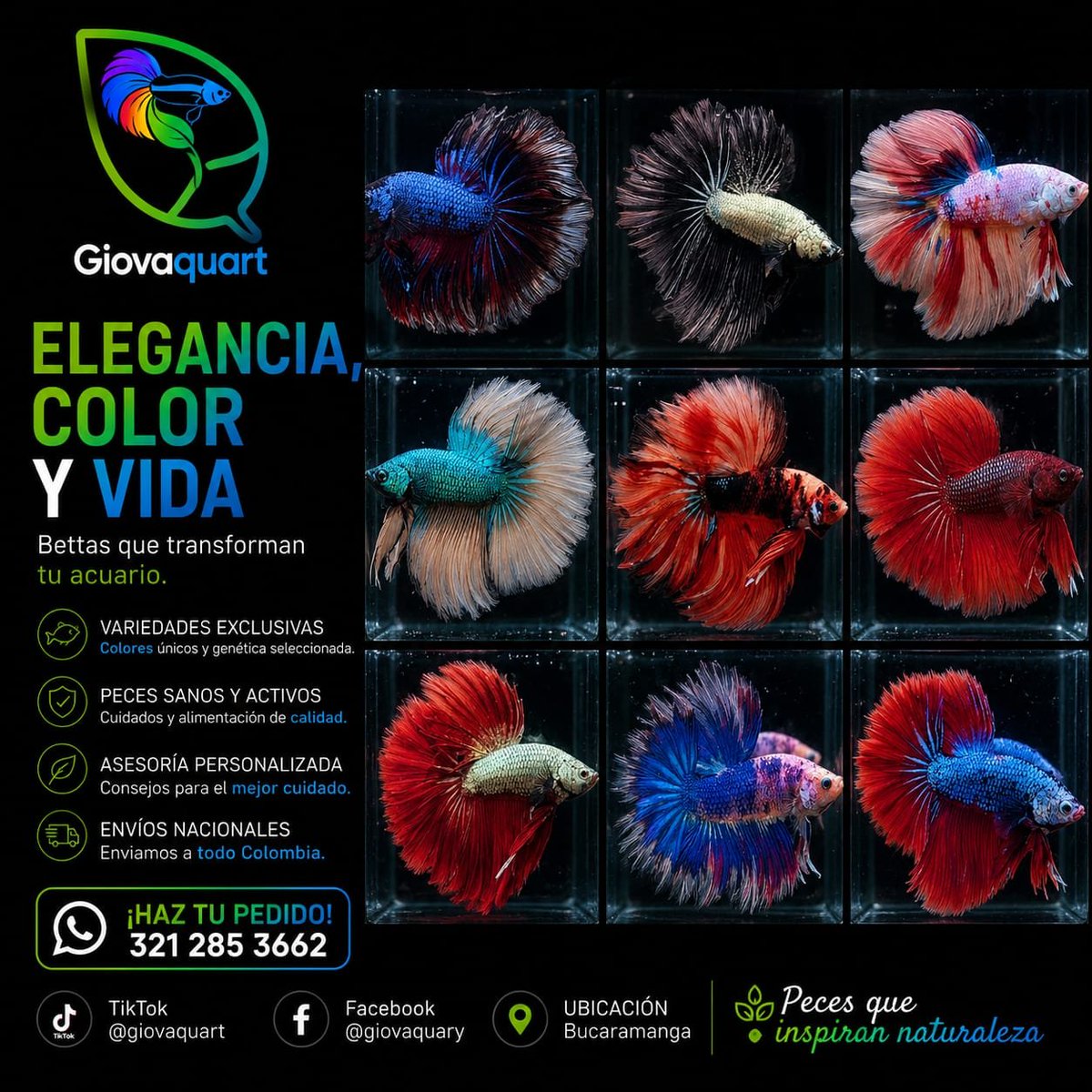 GVartplanet01's tweet photo. Precio y descripción bettas:
Bettas Transgénicos hm: https://t.co/dKmyYBUgb8

Bettas HM bicolores: https://t.co/iVueA0zAfW

Bettas HM premium: https://t.co/BA35vDaVmk https://t.co/WVrxShrTJb