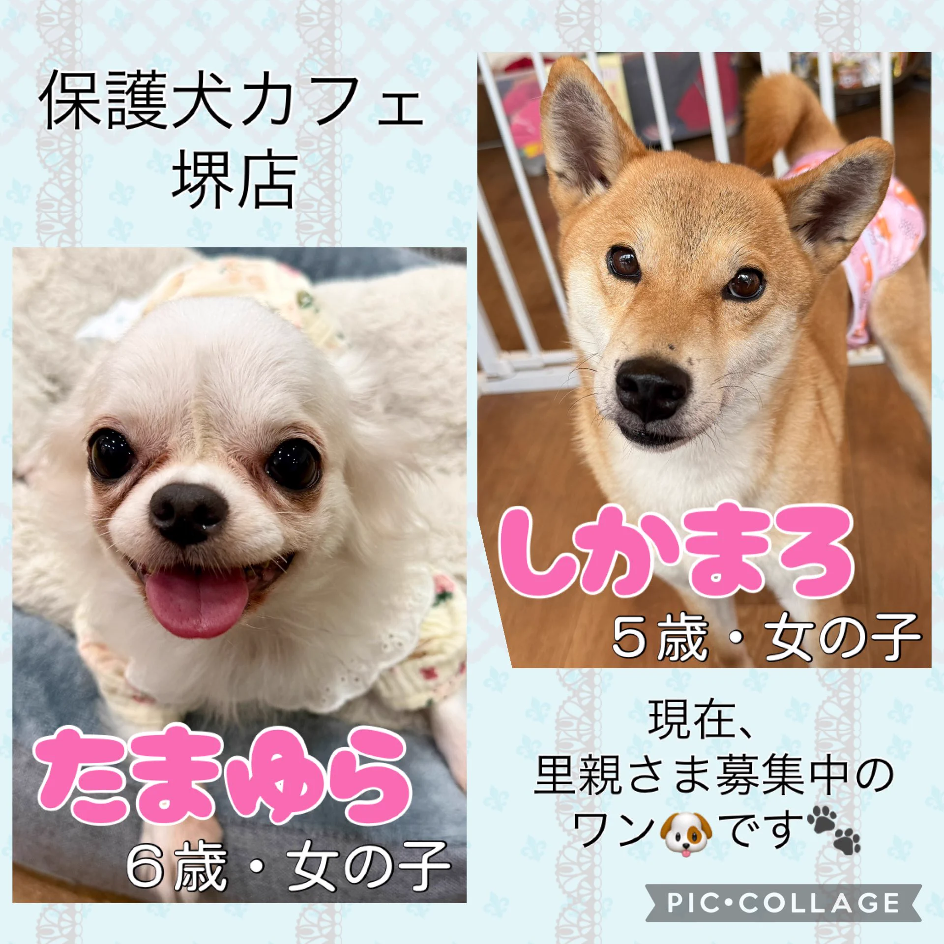 保護 犬 カフェ 堺