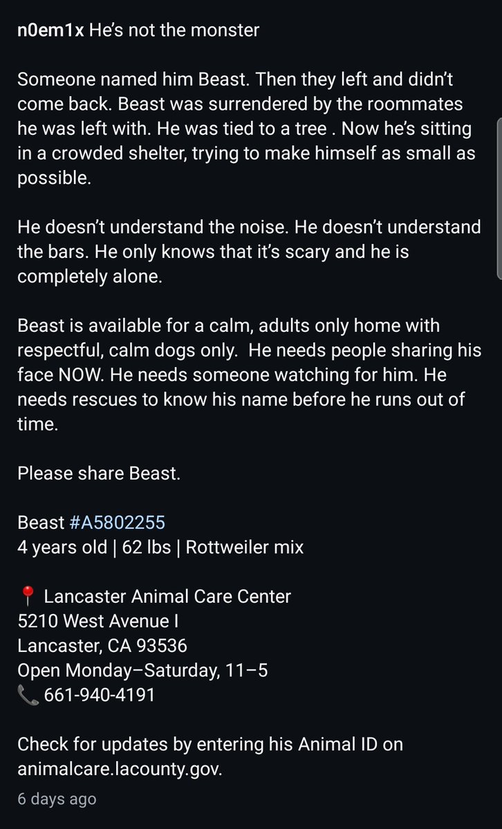 itsadogslifersq's tweet photo. BEAST #A5802255
4yo.#Rottweiler mix, he looks around 1-2yo.
📍#Lancaster #CA
They named him "beast", then moved on and left him to roommates who tied him to tree.
You can see he's scared &amp; overwhelmed, wants to disappear.

Pls help &amp; rename him. Give him the love &amp; time he needs. https://t.co/qfMAk4SQX4