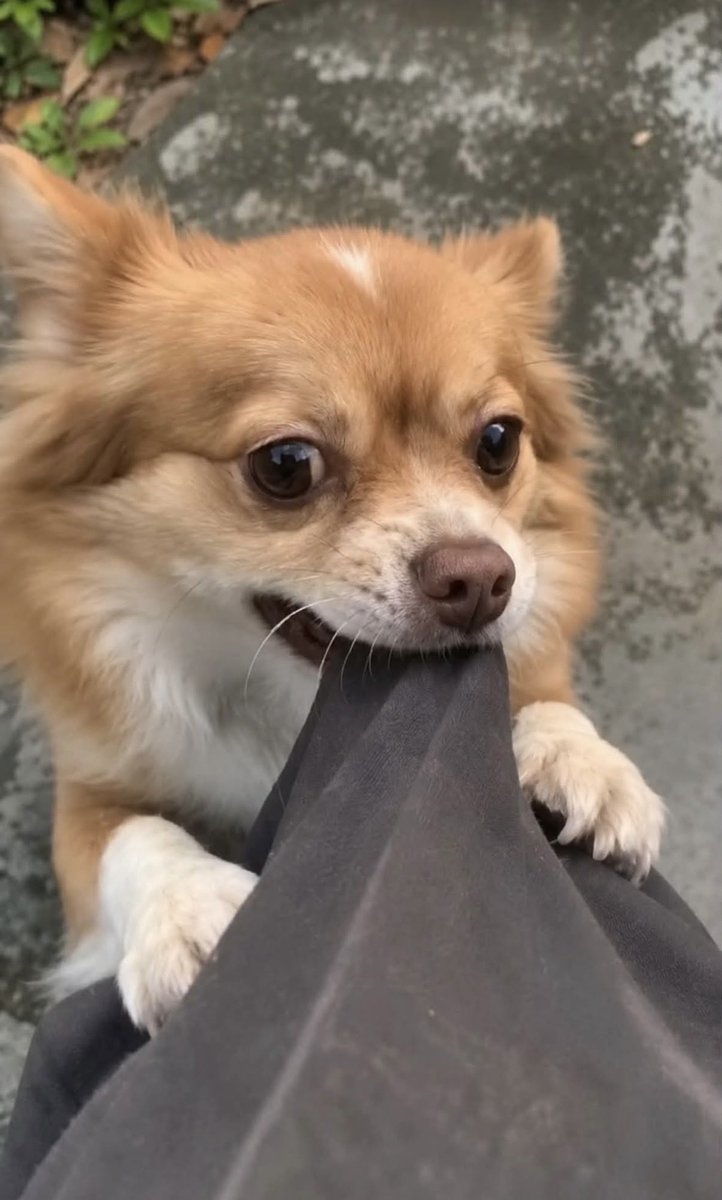 wanwangoddog's tweet photo. こんな愛嬌のあるかわいい子を
村の人は何故誰も自分の家に迎えようと思わなかったんだろう

日頃から旺旺が虐待されているのを知っていて庇いも守りもしなかった
私だったら絶対に連れて帰るのに

誰か1人でもあの村に旺旺の味方がいたならかわっていたはずなのに
#旺旺
#Justiceforwangwang https://t.co/v5j8pMTwPm
