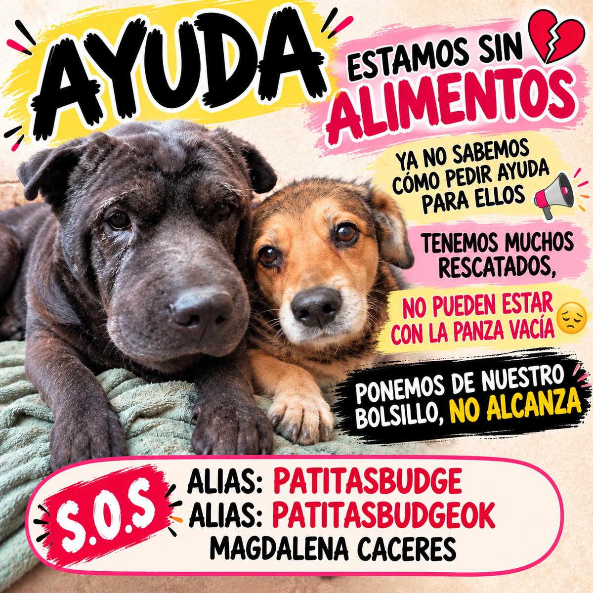 PATITASBUDGE's tweet photo. AYUDA, ESTAMOS SIN ALIMENTOS 💔
YA NO SABEMOS CÓMO PEDIR AYUDA PARA ELLOS 📢📢📢
TENEMOS MUCHOS RESCATADOS,
NO PUEDEN ESTAR CON LA PANZA VACÍA 😔

PONEMOS DE NUESTRO BOLSILLO, NO ALCANZA 🙌🙌

ALIAS: PATITASBUDGE
ALIAS: PATITASBUDGEOK
MAGDALENA CACERES https://t.co/wERDEhkiaQ