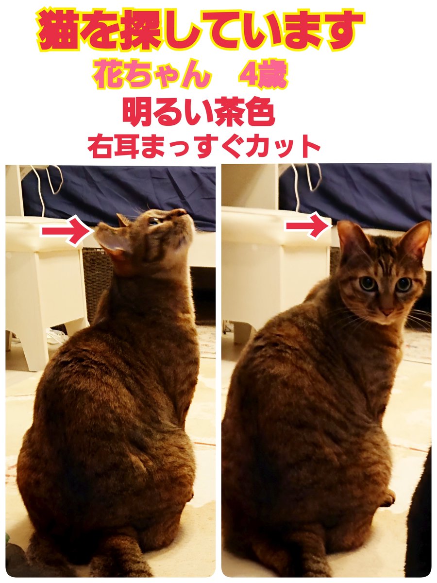 squirrelemi's tweet photo. 猫を探しています。花ちゃん4歳。右耳まっすぐカット（V字のサクラカットではなく）身体は明るい茶色、長い尻尾はグレー✕黒の縞々模様です。2024年4月11日横浜市金沢区富岡東の自宅から私の不注意で外に出てしまい迷子のままです。花はかけがえのない大切な家族です。
#猫を探しています
#拡散希望 https://t.co/xFlhS31Ak0
