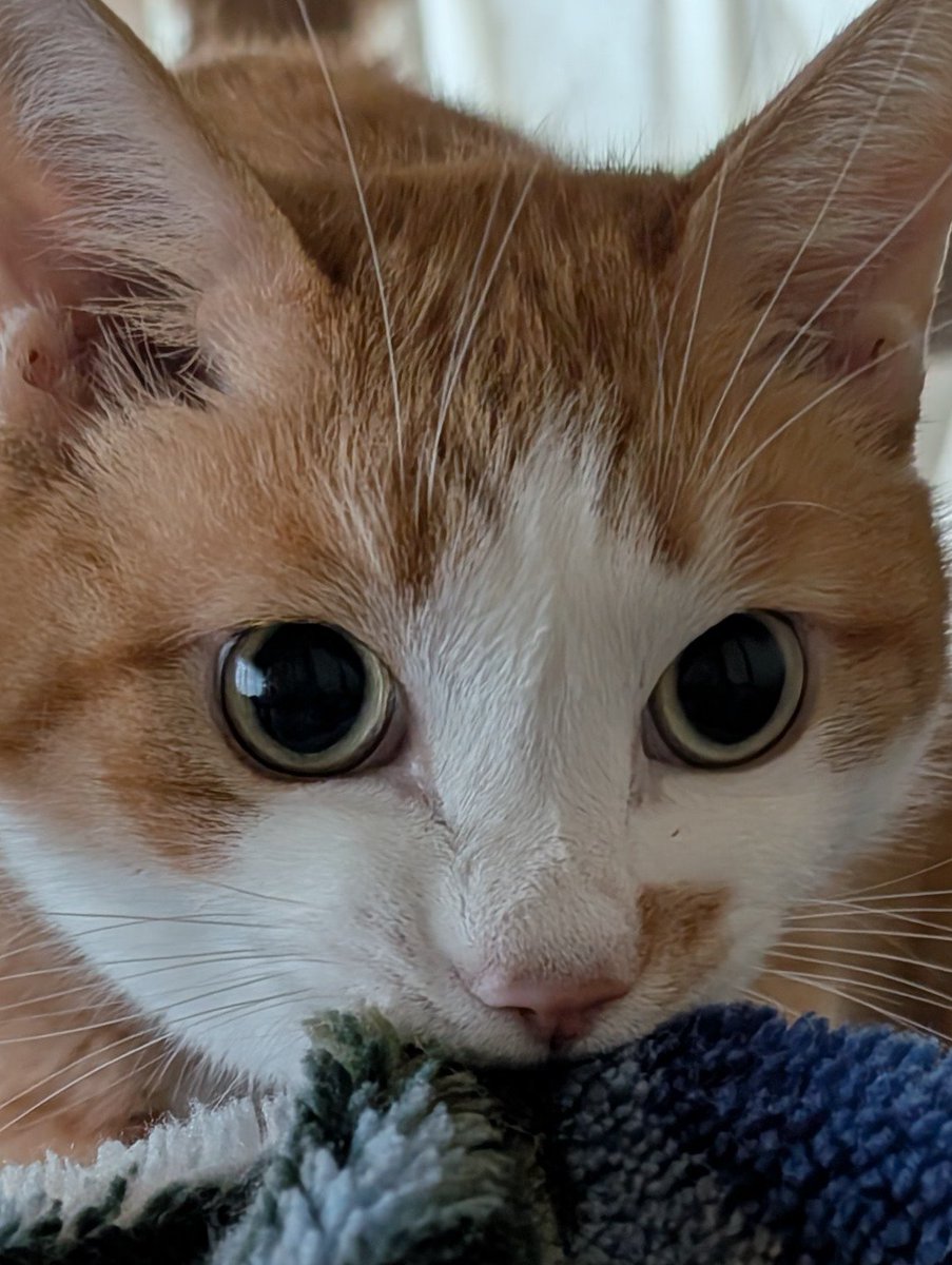 xAzwizeAQXhHvPi's tweet photo. 飼い主がなかなか起きないと心配そうな顔しておちょぼ口になるの愛おしい。 https://t.co/sRboA2diFW