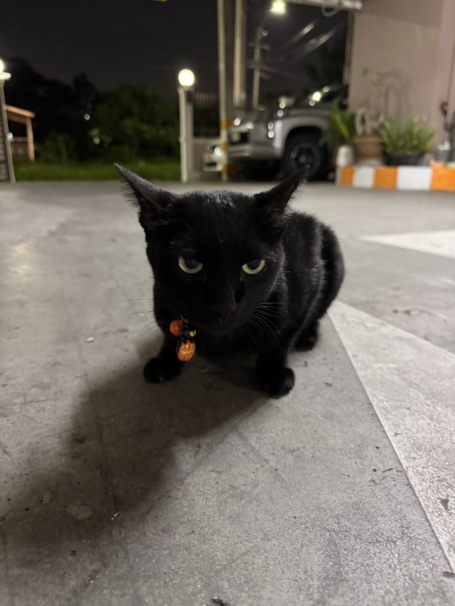 littleyinyinx's tweet photo. ดำฉลองฮาโลวีนเป็นตัวแรก🎃🐈‍⬛🧡 https://t.co/kv0DX9FUza