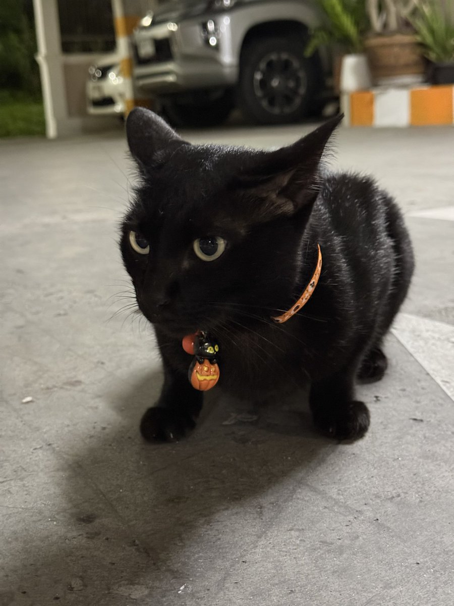 littleyinyinx's tweet photo. ดำฉลองฮาโลวีนเป็นตัวแรก🎃🐈‍⬛🧡 https://t.co/kv0DX9FUza
