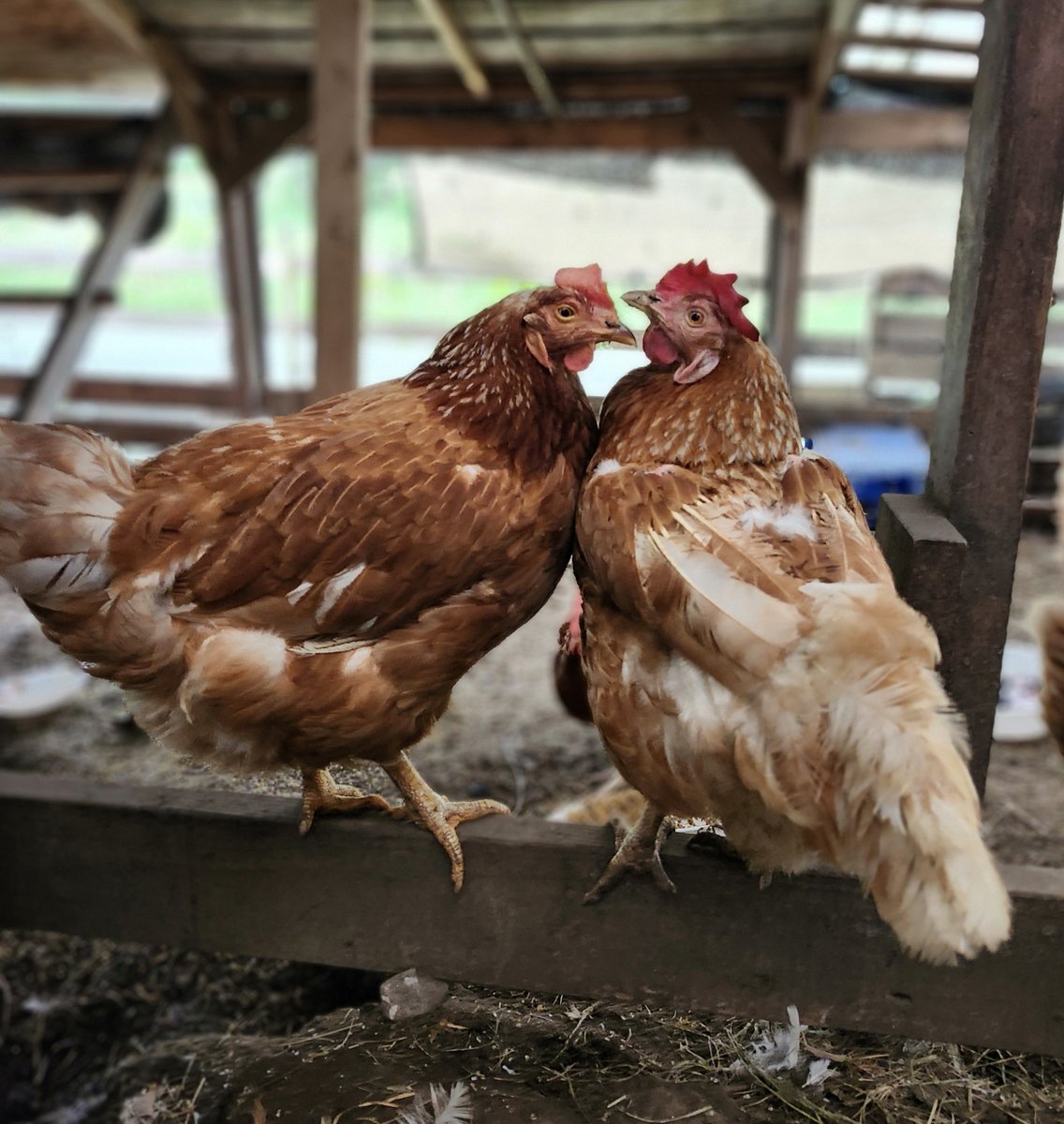 san18715778's tweet photo. 素敵な生き物たち🥰

軽く見られ、軽く扱われるニワトリ。
鶏は価値が低いのか？
人は都合の良いように他者の価値を決める。
命の重さを決める。
その物差しは命の価値を測るものではなく
人間の身勝手さを測るものなんだよね。 https://t.co/lzpqwpVr9l