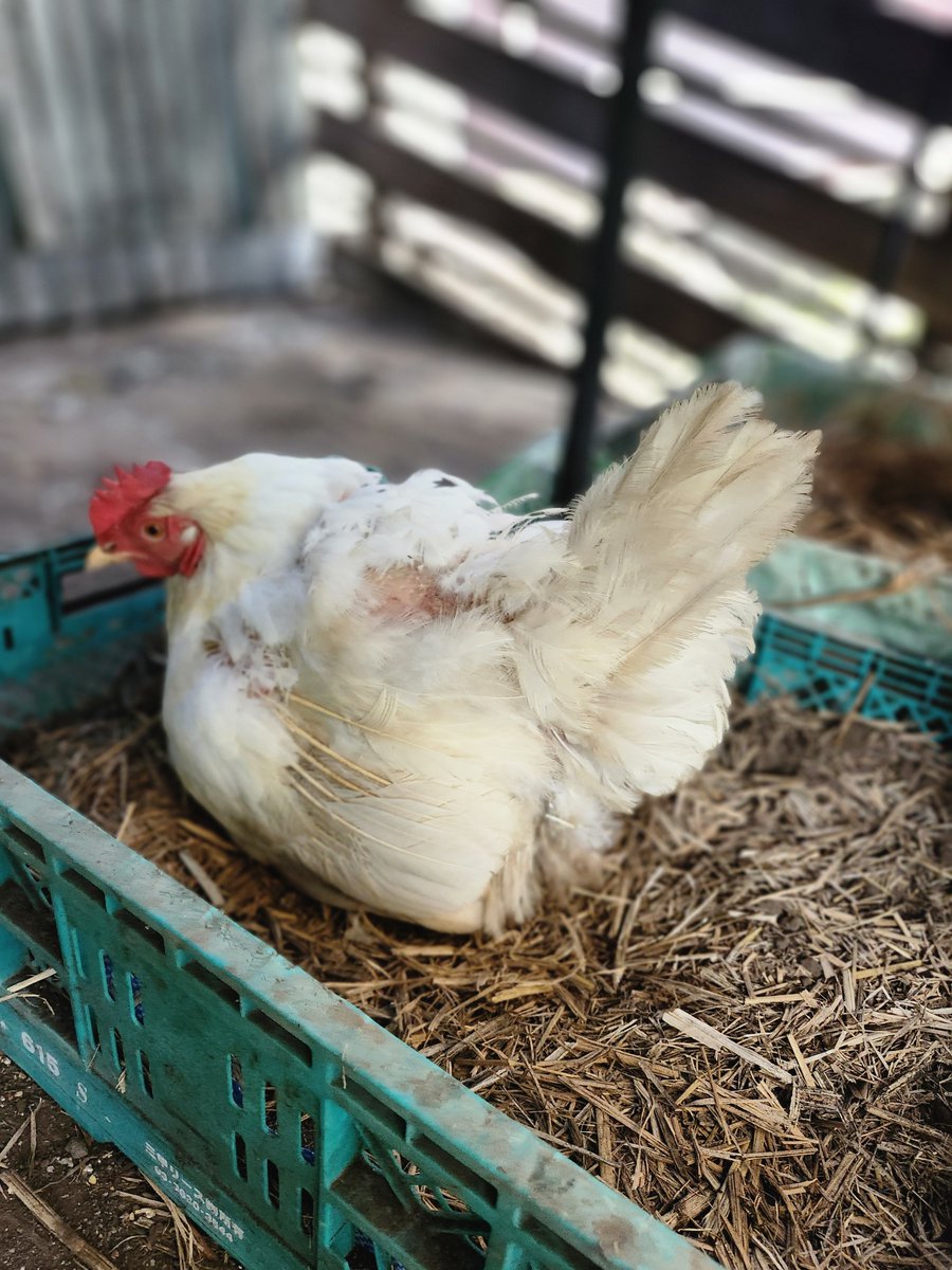 san18715778's tweet photo. 素敵な生き物たち🥰

軽く見られ、軽く扱われるニワトリ。
鶏は価値が低いのか？
人は都合の良いように他者の価値を決める。
命の重さを決める。
その物差しは命の価値を測るものではなく
人間の身勝手さを測るものなんだよね。 https://t.co/lzpqwpVr9l