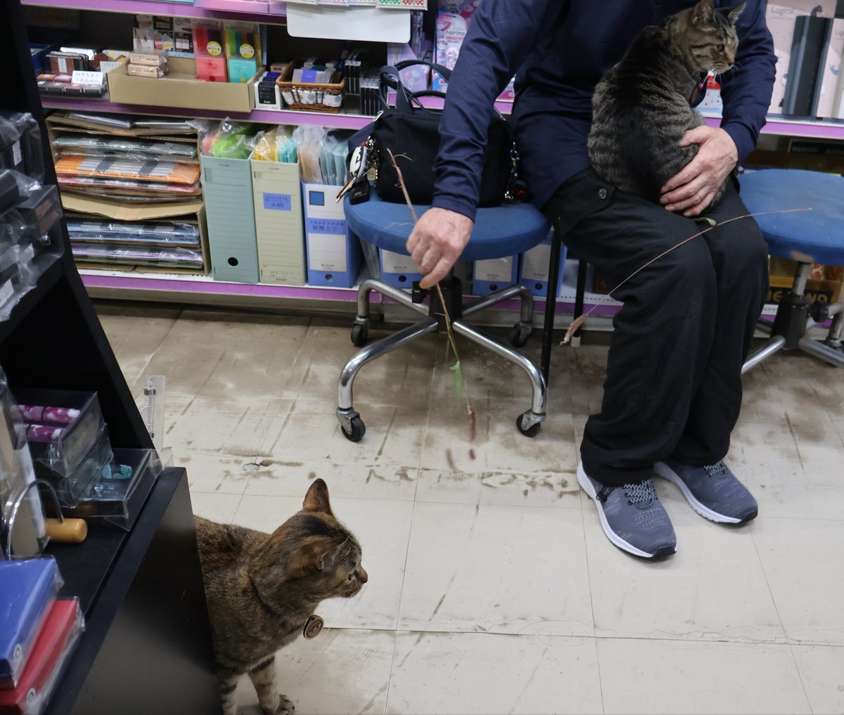 nyannendo's tweet photo. 野生の猫じゃらしで遊んでもらうシマシポ
そんな中でもお膝に乗っちゃうシマ子店長でした https://t.co/lnFRS2PN7q