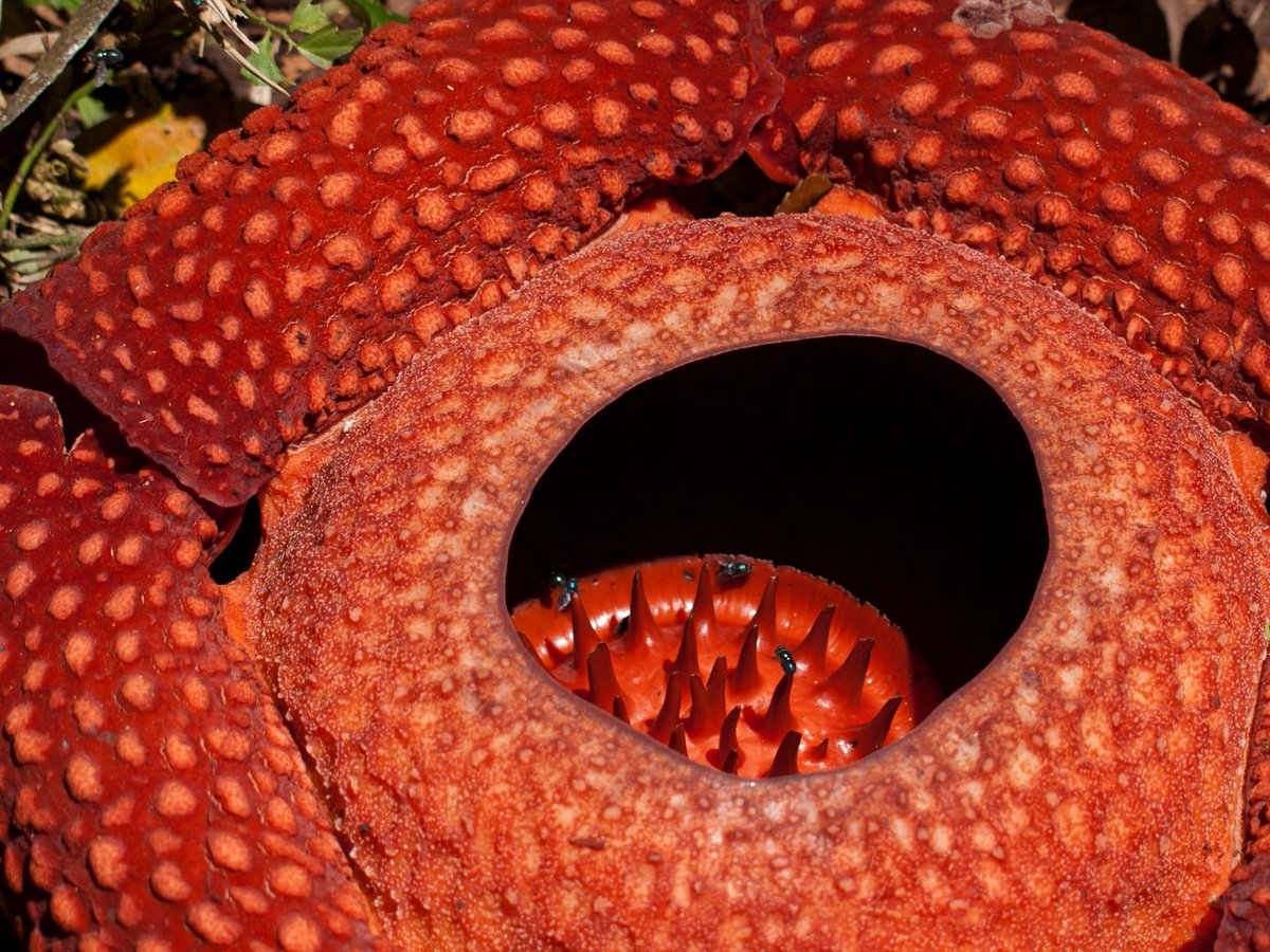 JumiCrypto's tweet photo. Bí ẩn loài hoa xác thối khổng lồ Rafflesia arnoldii
Tựa như một bóng ma thực vật không rễ không lá, đóa hoa xác thối Rafflesia arnoldii là gã khổng lồ đơn độc bậc nhất hành tinh sống hoàn toàn dựa vào thân xác kẻ khác.

Ẩn mình suốt nhiều năm bên trong những dây leo rừng nhiệt đới Đông Nam Á, loài hoa này không có thân, lá hay rễ thực thụ và cũng chẳng hề quang hợp. Mọi dưỡng chất đều được hút trọn từ cây chủ. Khi tích lũy đủ năng lượng, một chiếc nụ xé toạc vỏ cây để bung nở thành bông hoa khổng lồ, đường kính có thể chạm mốc một mét và nặng tới mười kilôgam.

Thay vì dùng mật ngọt, đóa hoa đỏ thẫm lốm đốm trắng này lại tỏa ra mùi thịt phân hủy nồng nặc. Luồng hương vị gắt gao ấy chính là chiếc bẫy hoàn hảo thu hút ruồi nhặng tìm đến thụ phấn, giúp hoa hoàn thành sứ mệnh duy trì nòi giống trong vài ngày ngắn ngủi trước khi lụi tàn.
Tạo hóa chưa từng đóng khung trong một quy chuẩn duy nhất, và đôi khi thứ hương vị khó chịu nhất lại là chiến lược sinh tồn tinh xảo bậc nhất.