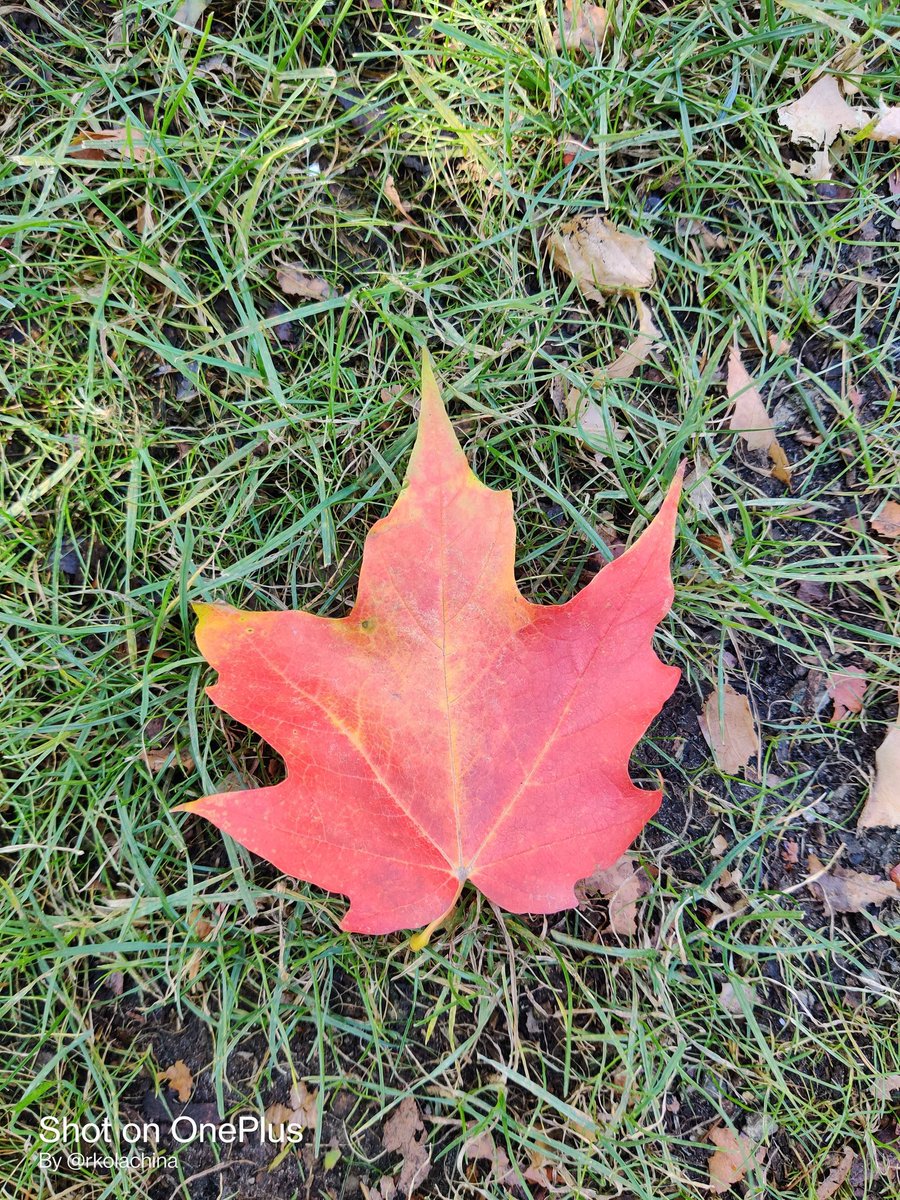rkolachina's tweet photo. #AutumnLeaf https://t.co/YtGxCcTVAK