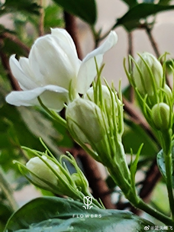 rismiputri1's tweet photo. Woke up at dawn, the window frames echo faint spring calls as the pregnant jasmine buds sweet fragrance filling the quiet room. https://t.co/CipdJR4gPN