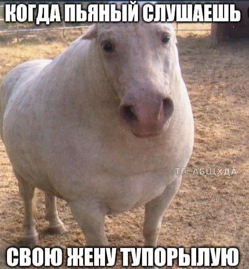 imnotinora's tweet photo. @Yariventilator ждала этого https://t.co/8lTN5wjDcP