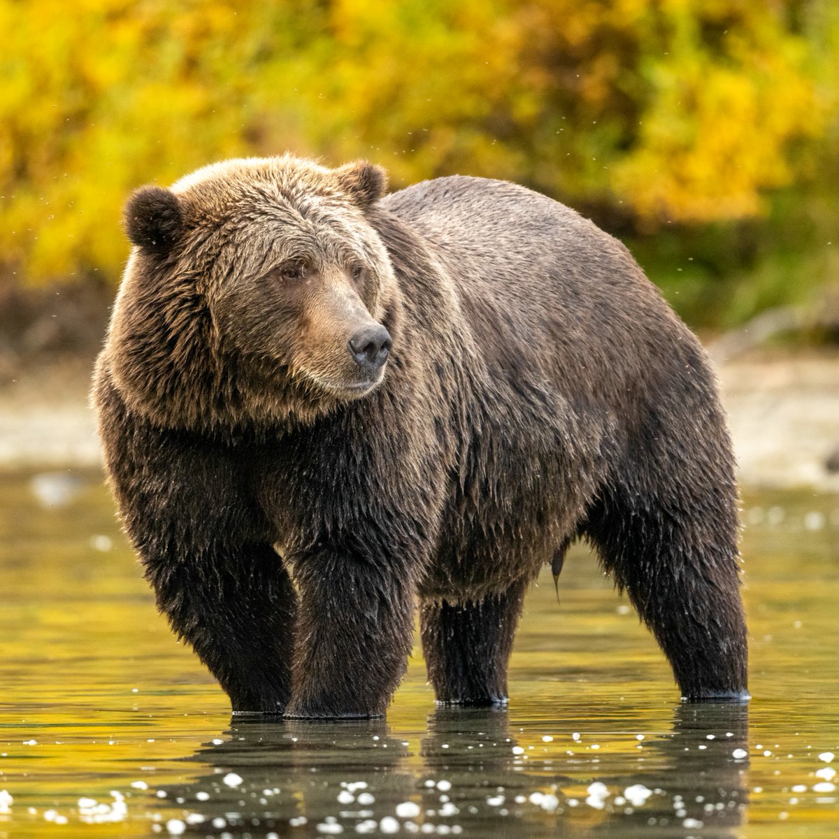 Discovery's tweet photo. Built for survival 💪���

📸: Teresa Kopec

#bear #lakeclark #nature https://t.co/zkFWDjGxcq