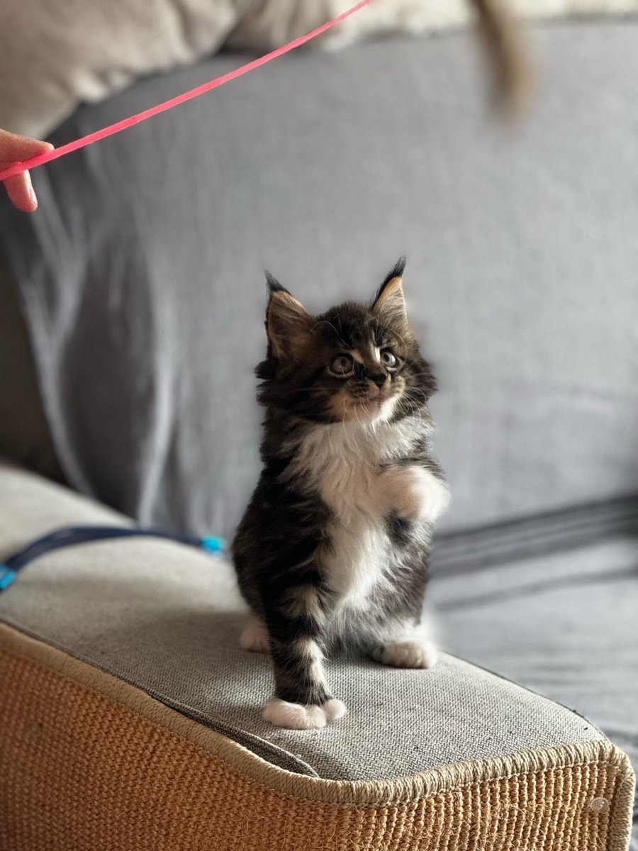 meet_k_mars_86f's tweet photo. Whoa, this cute little face is the perfect谥称 for our new team member! https://t.co/gAl7cLG9Fc