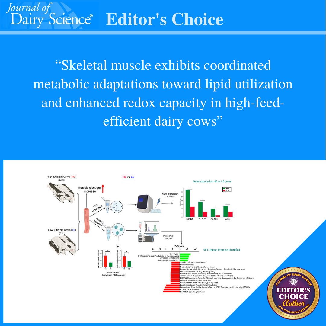 jdairyscience's tweet photo. What muscle metabolic adaptations support high efficiency in dairy cows? Learn more in the #JournalofDairyScience from a @CANRatMSU team led by Zheng Zhou ➡️https://t.co/wHrwZ1StYR

#DairyScience #SocietyPubs https://t.co/ovsHh4ktKo