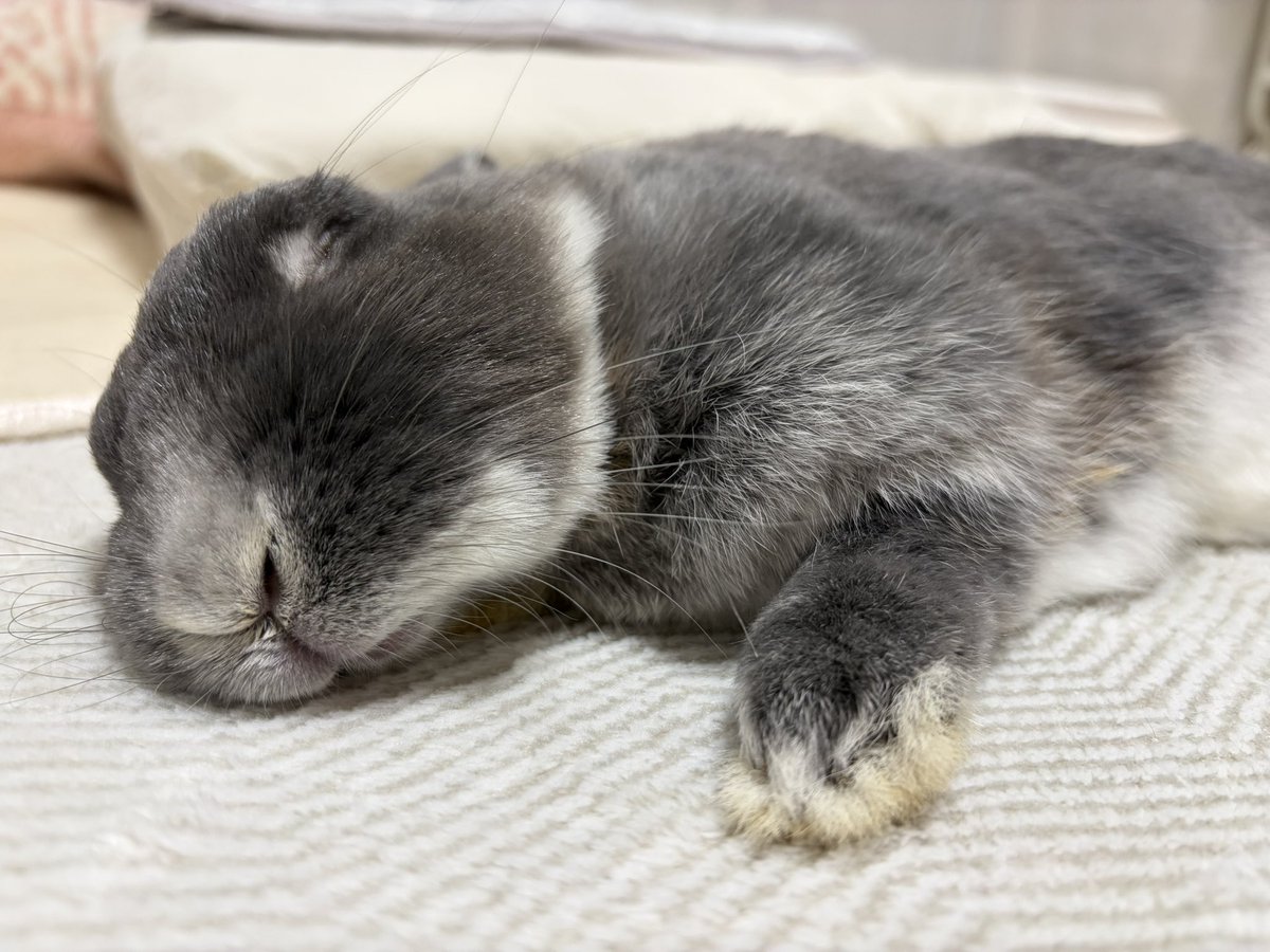 emi821hana's tweet photo. ぷぅぷぅ🐰 https://t.co/xTGVSUHZ7g