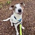 A small white and brown Jack Russell Terrier-type dog wearing a blue harness and leash, sitting outdoors on dirt and pine needles.