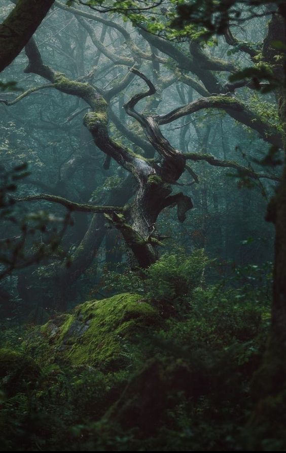 Parsifel1's tweet photo. Mystic Forest https://t.co/6mGOsfxori